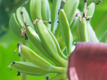 Baby Bananas Facing Up after a Couple Days growth.