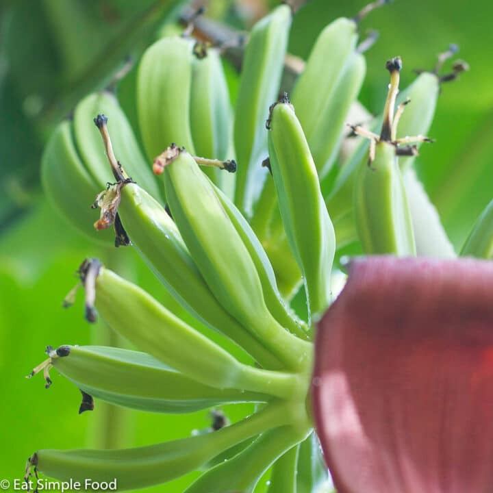 Baby Bananas Facing Up after a Couple Days growth.