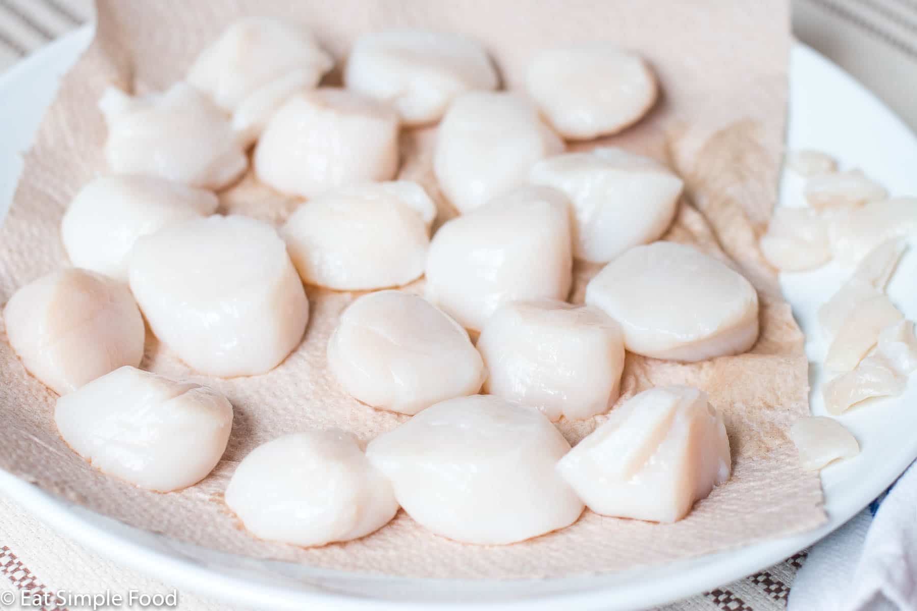 20 Raw Scallops on A Paper Towel on a white plate. Side muscle detached on side of plate.