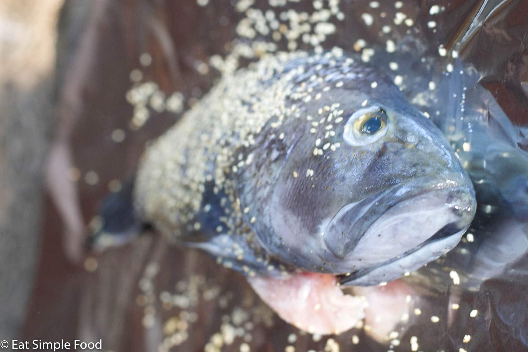 Whole Fish on an aluminum lined sheet with sesame seeds spread over it. Photo taken from angle of fish head.