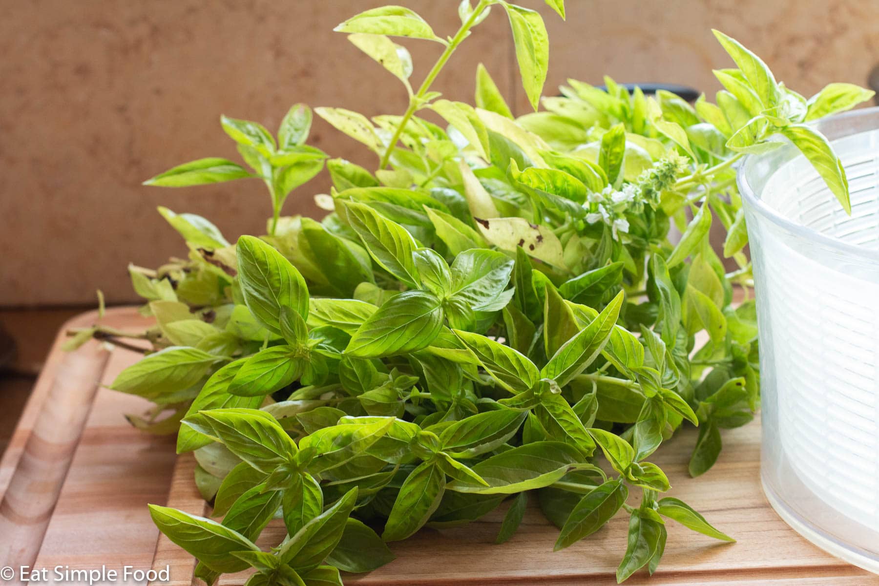 Lots of garden fresh basil sprigs on a wood cutting board with a salad spinner.