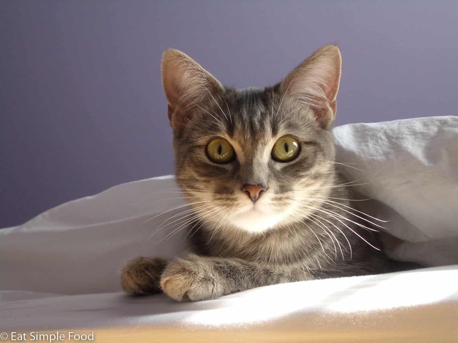 Young gray cat covered in a white comforter with head and two paws peeking out. Close up.