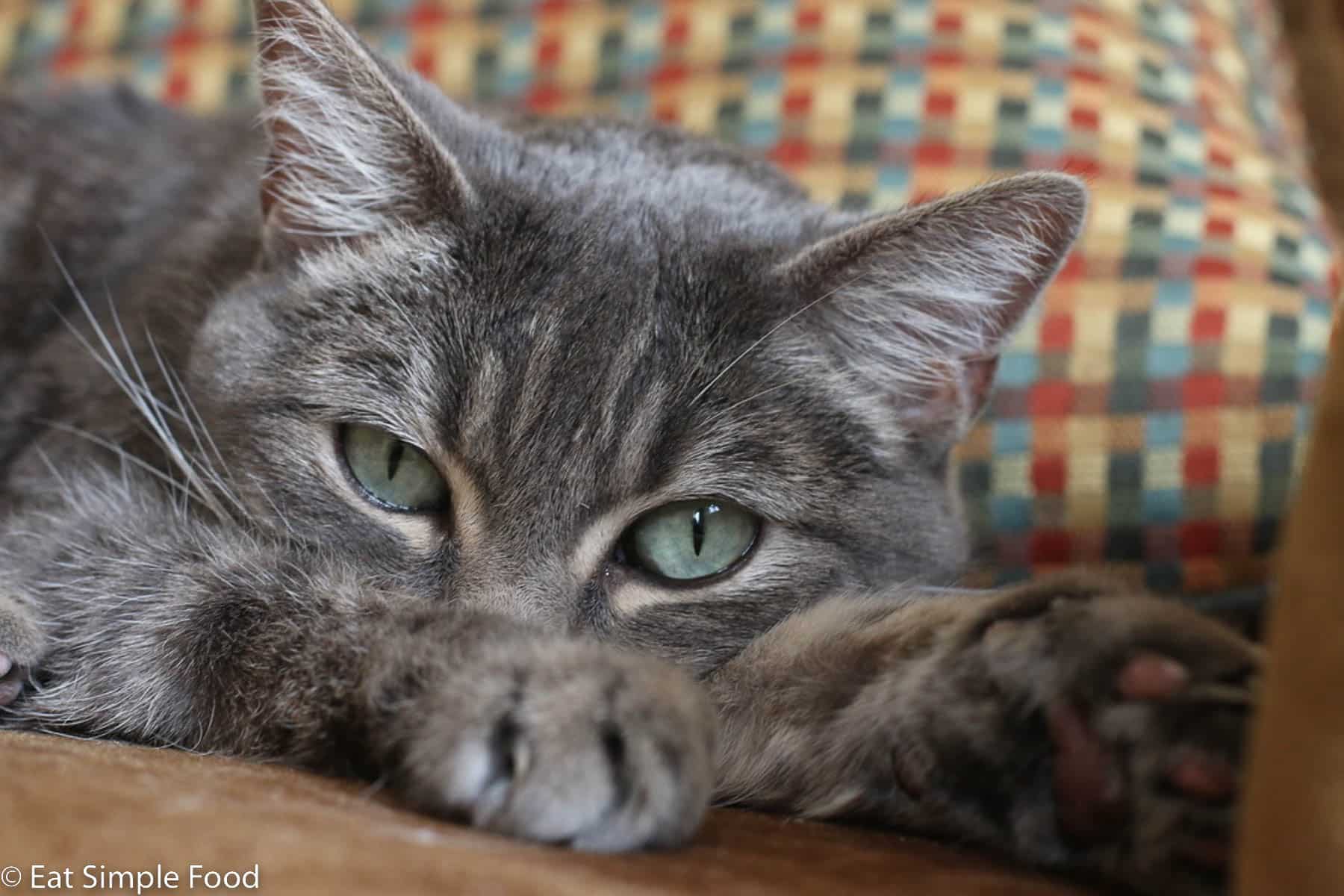 Grey cat close up looking directly into the camera with paws outstretched.
