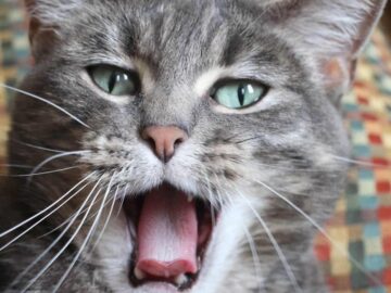 Grey cat yawning big. Close up of head and tongue and looking directly at the camera.