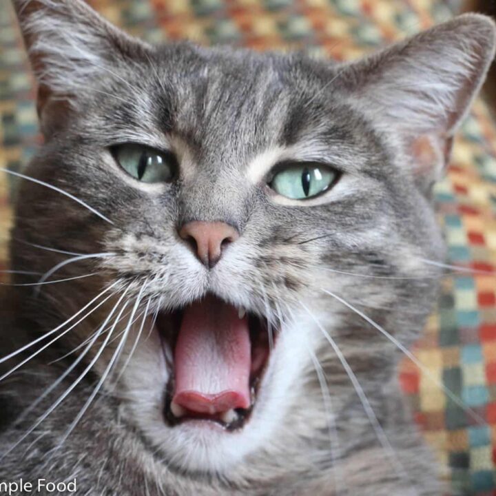 Grey cat yawning big. Close up of head and tongue and looking directly at the camera.