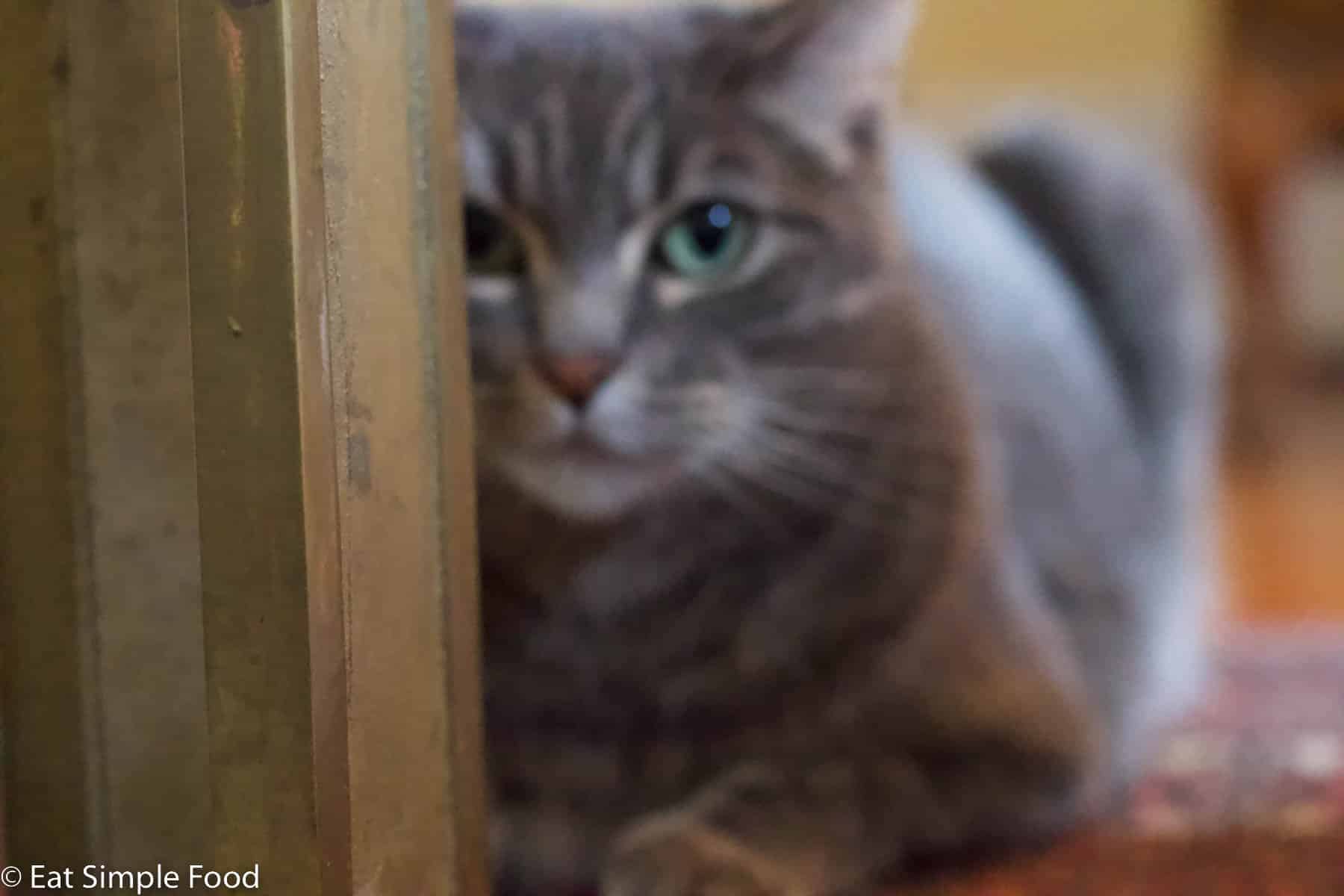 Blurry shot of a grey cat ready to pounce on the floor, partially hidden by the leg of a brass table.