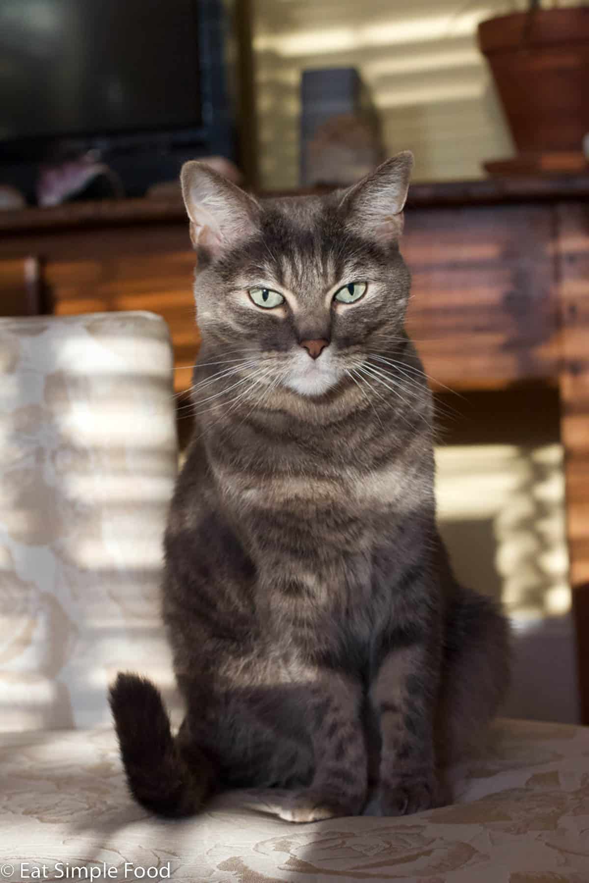 Grey cat layered between shadow and light stripes sitting up on a white couch.