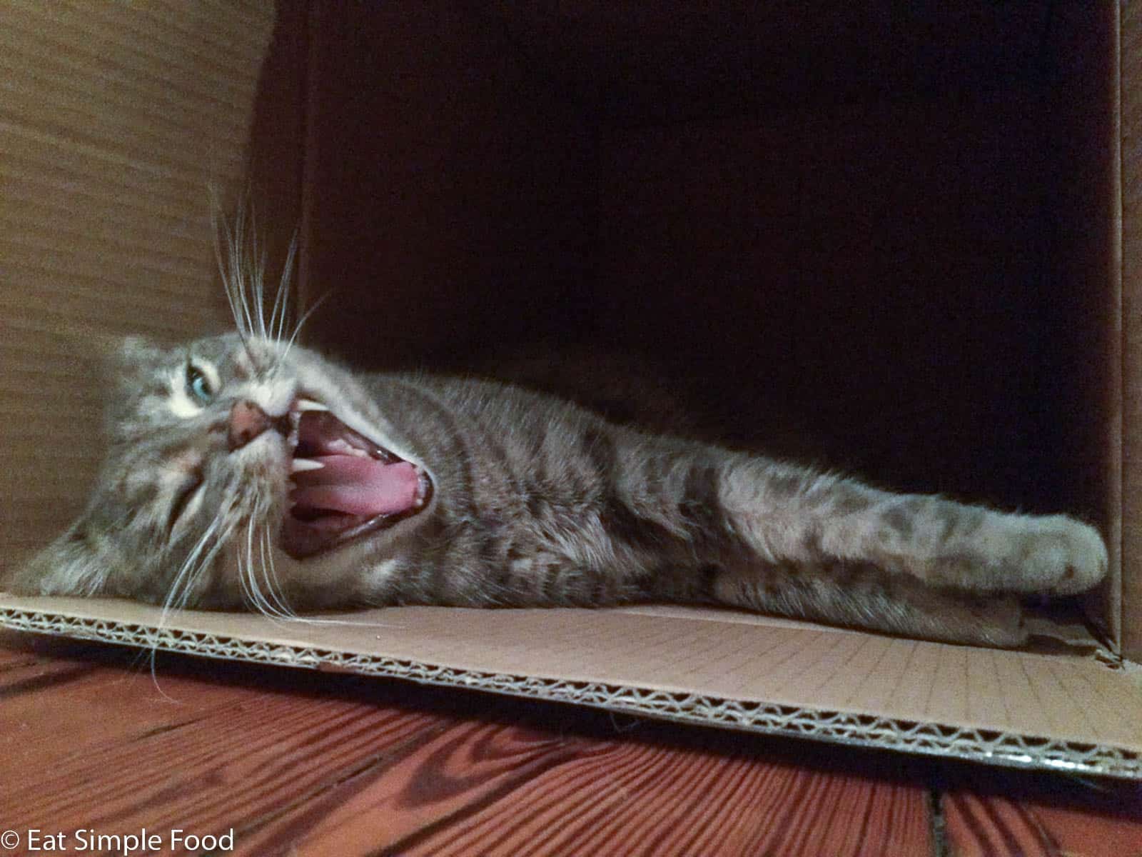 Grey cat yawning and showing her teeth while laying outstretched in a cardboard box.