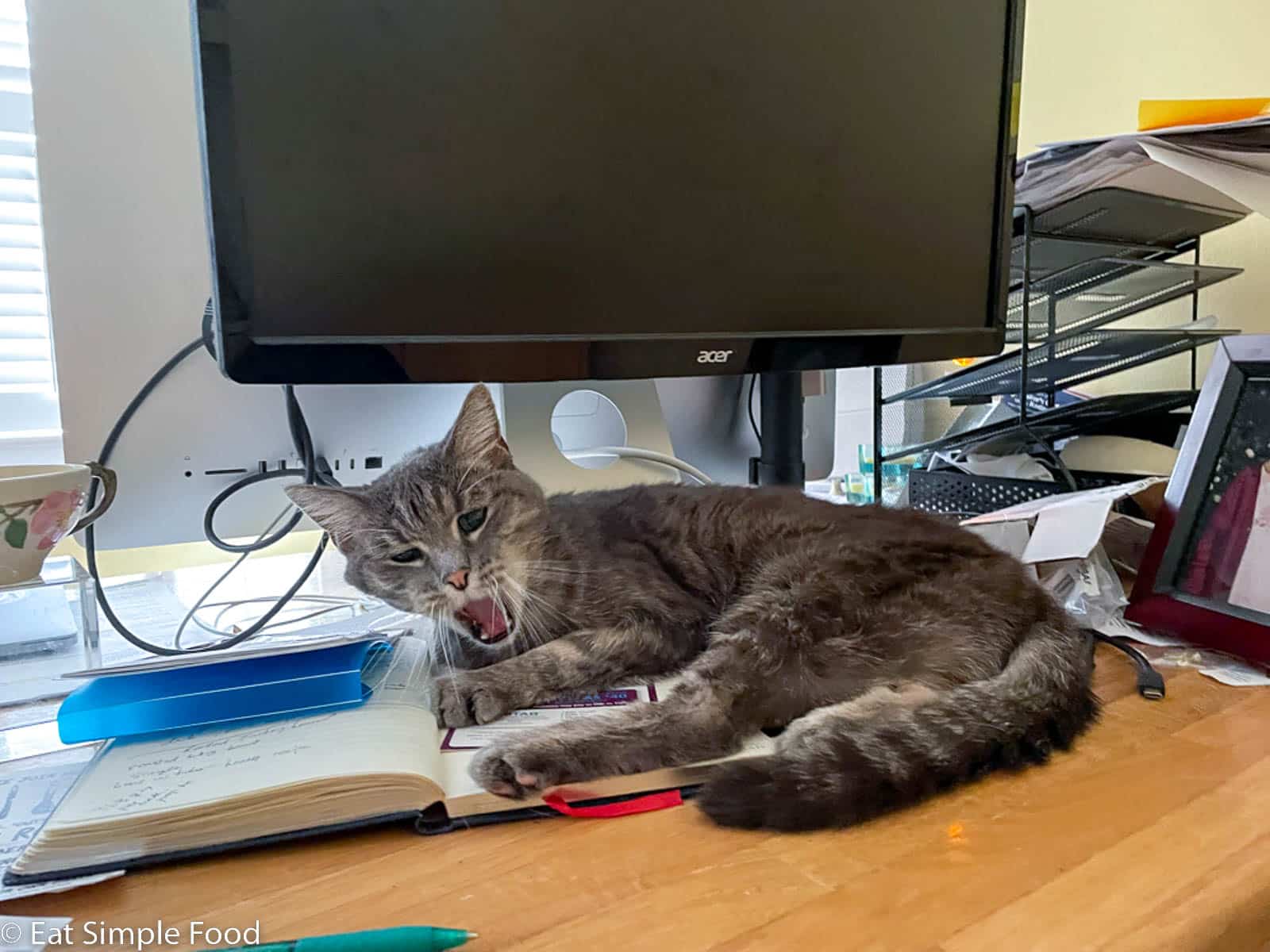 Grey cat yawning on a messy desk and laying on a notebook.