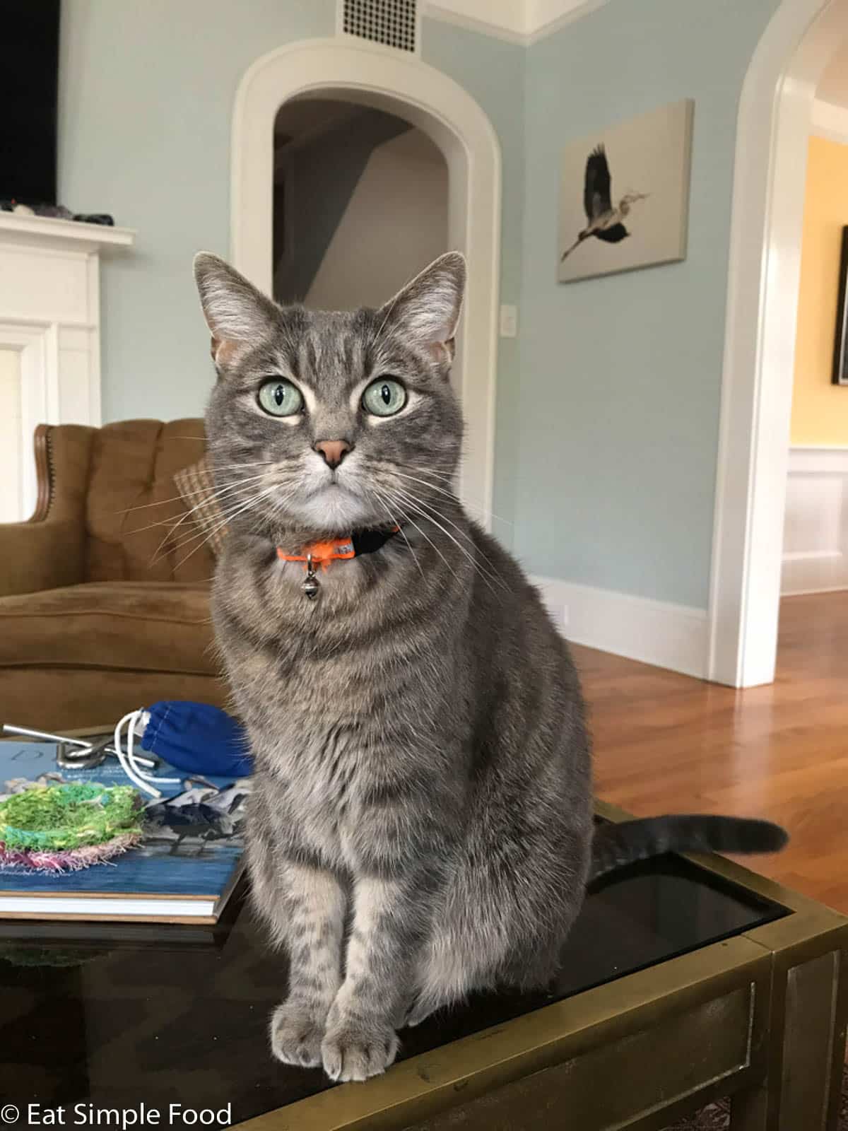 Gray cat with orange collar posing for the camera on a glass and brass table. Portrait full body shot.