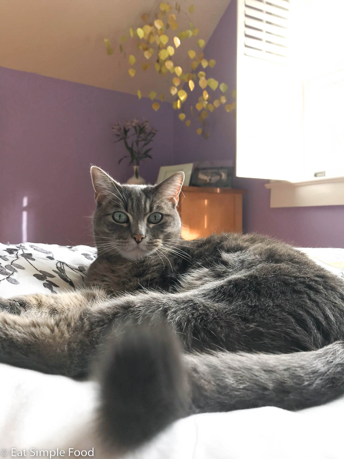 Grey cat looking at the camera laying down with head up. Cat is alert on a bed in a purple bedroom.