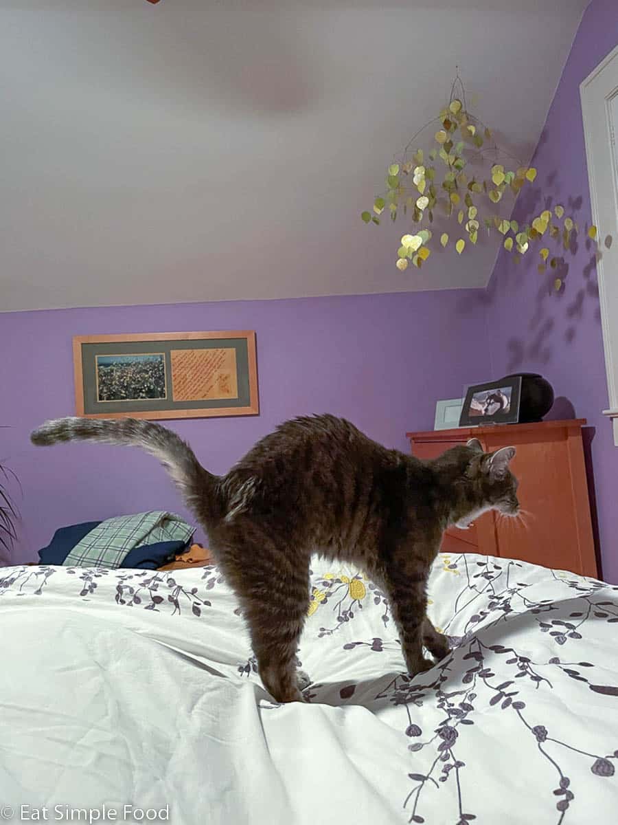 Grey cat stretching, back arched, and yawning big. Purple bedroom with aspen leaf mobile hanging from the ceiling. Cat on a white bedspread and bed.