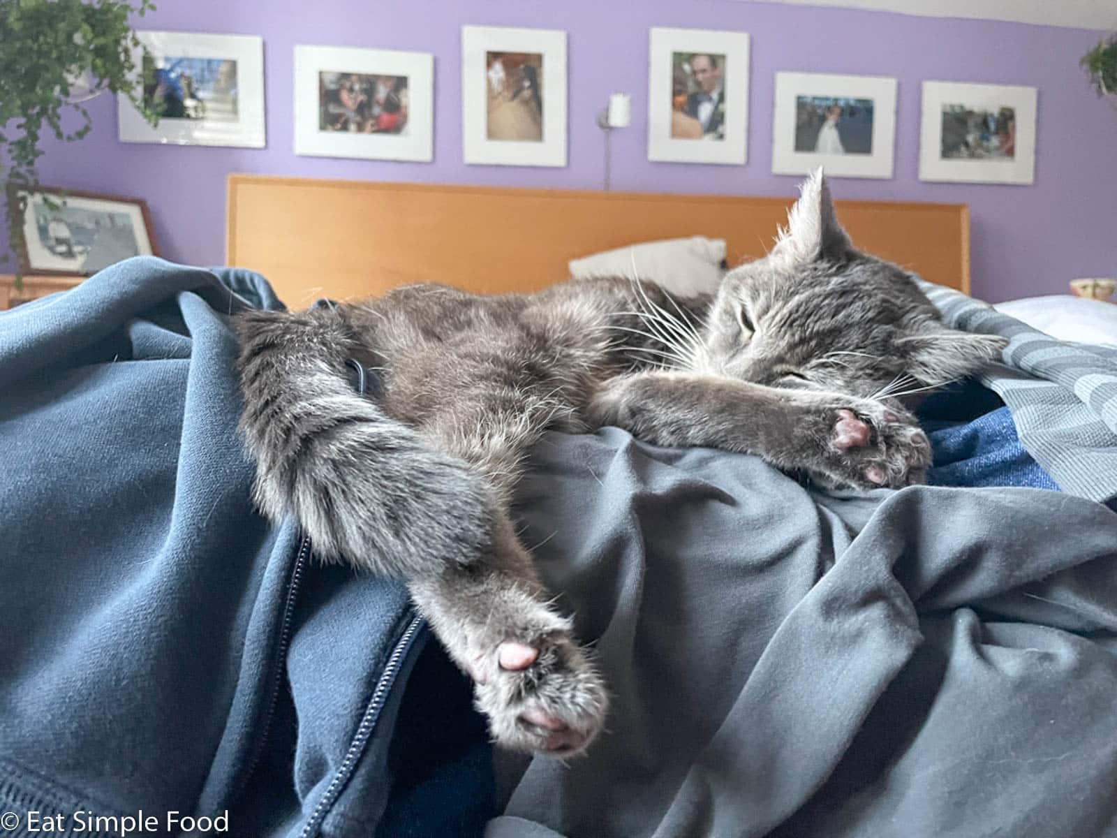 Grey cat with pink paws sleeping on blue sweatshirt and grey socks. Feet hanging over bed edge.