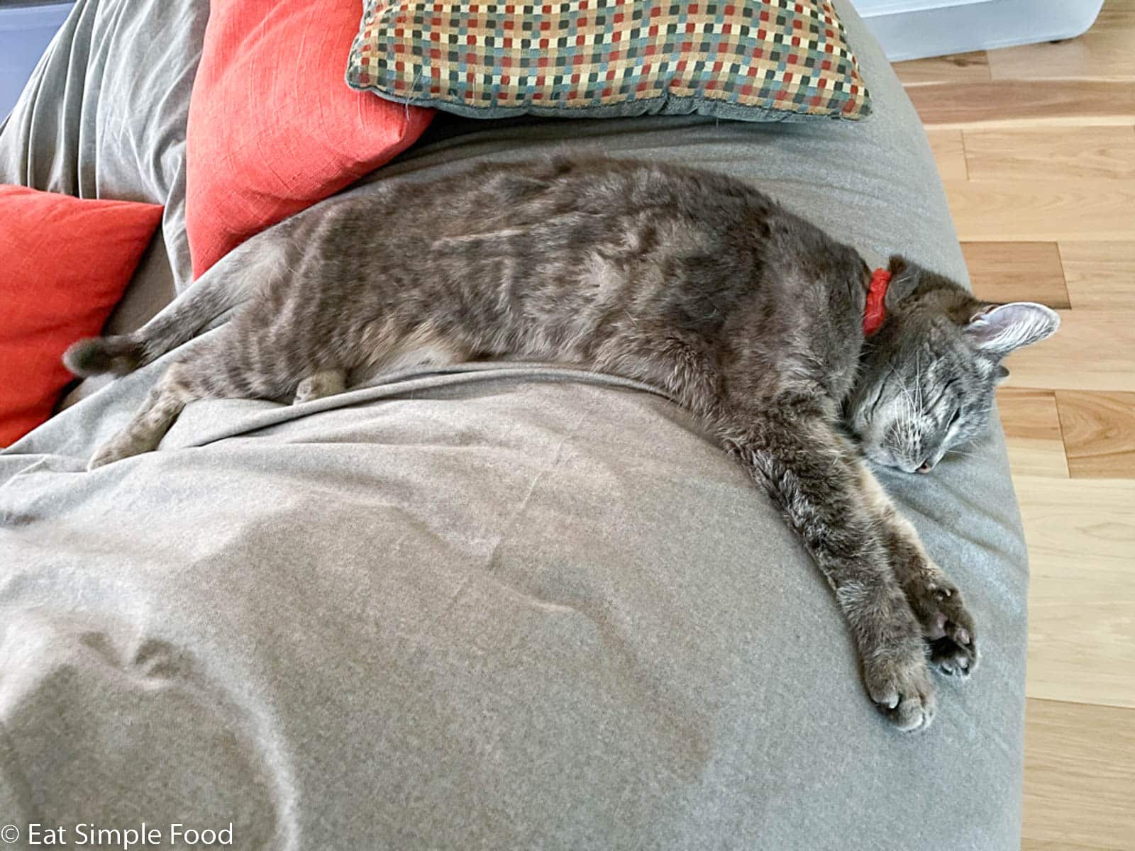 Grey cat with red collar laying over the edge of a brown bean bag. Paws outstretched. Orange pillows in the background.
