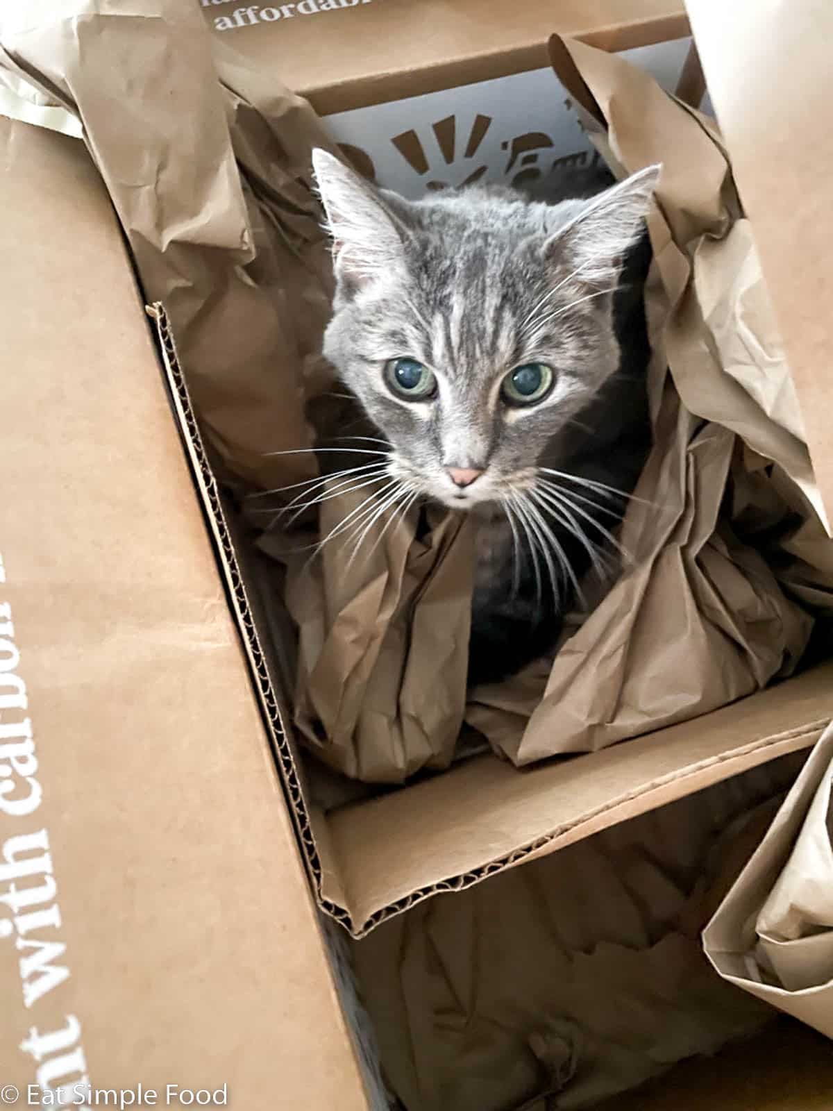 Grey cat in a cardboard box surrounded by brown crinkled paper. Big eyes and whiskers and head.
