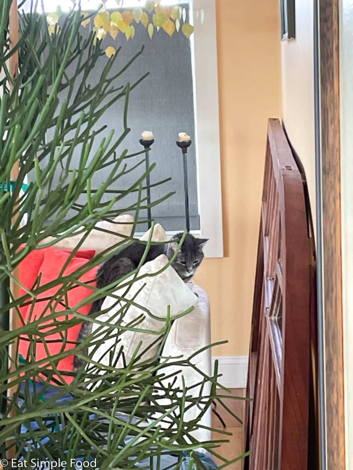 Gray cat on a white couch edge looking down on the floor. Orange pillows in the background and pencil cactus in the foreground.