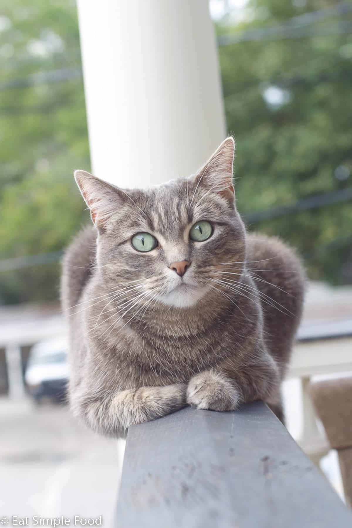 Gray cat balancing laying down on an outdoor handrail looking directly at the camera.